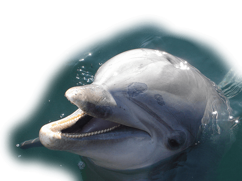 A dolphin