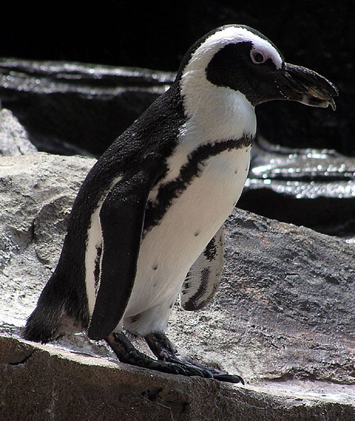 Jackass Penguin from Wikipedia