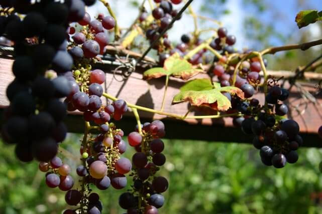 Grapes on a log